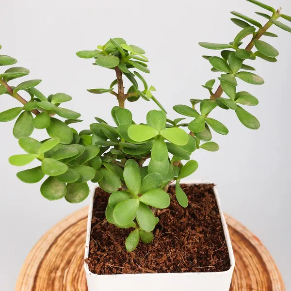 Greenery_Nursery®_Jade_Plant_(crassula_ovata)_Low-Maintenance_Best_Indoor_Plant_For_Your_Home/Office/Garden_Decor,_Pack_Of_1