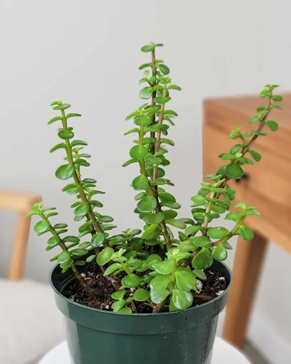 Greenery_Nursery®_Jade_Plant_(crassula_ovata)_Low-Maintenance_Best_Indoor_Plant_For_Your_Home/Office/Garden_Decor,_Pack_Of_1