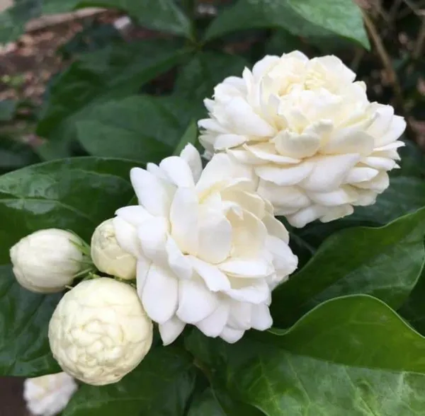 Greenery_Nursery®_Jasmine_Double_Petal_Flower_Plant_&_Tree_For_Home_Gardening_(1.5-3.5_Ft_Height)_Pack_Of_1