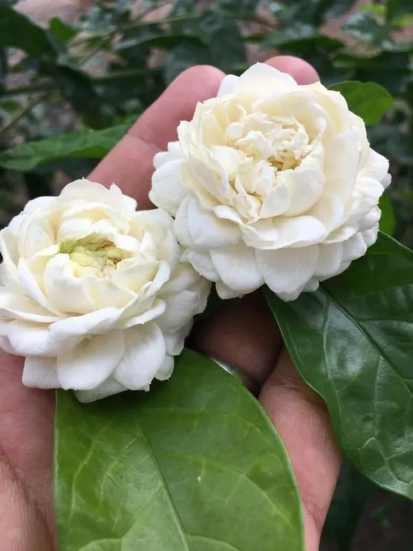 Greenery_Nursery®_Jasmine_Double_Petal_Flower_Plant_&_Tree_For_Home_Gardening_(1.5-3.5_Ft_Height)_Pack_Of_1