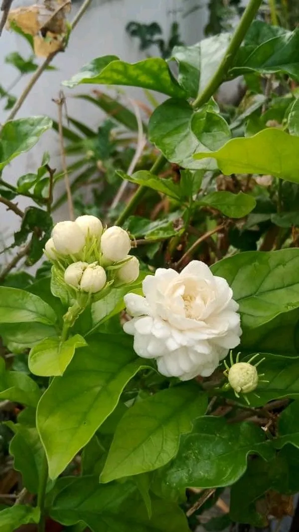 Greenery_Nursery®_Jasmine_Double_Petal_Flower_Plant_&_Tree_For_Home_Gardening_(1.5-3.5_Ft_Height)_Pack_Of_1