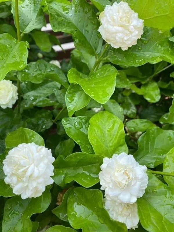 Greenery_Nursery®_Jasmine_Double_Petal_Flower_Plant_&_Tree_For_Home_Gardening_(1.5-3.5_Ft_Height)_Pack_Of_1