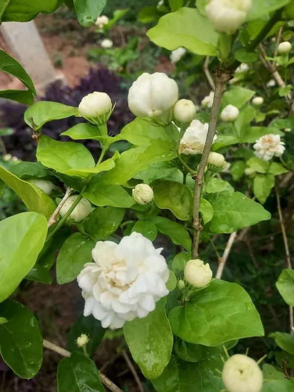 Greenery_Nursery®_Jasmine_Double_Petal_Flower_Plant_&_Tree_For_Home_Gardening_(1.5-3.5_Ft_Height)_Pack_Of_1