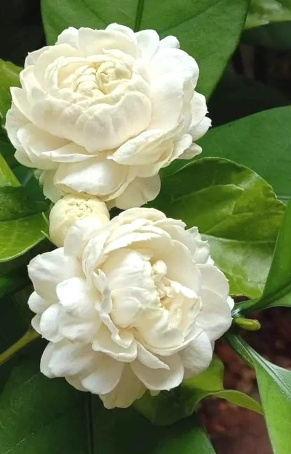 Greenery_Nursery®_Jasmine_Double_Petal_Flower_Plant_&_Tree_For_Home_Gardening_(1.5-3.5_Ft_Height)_Pack_Of_1