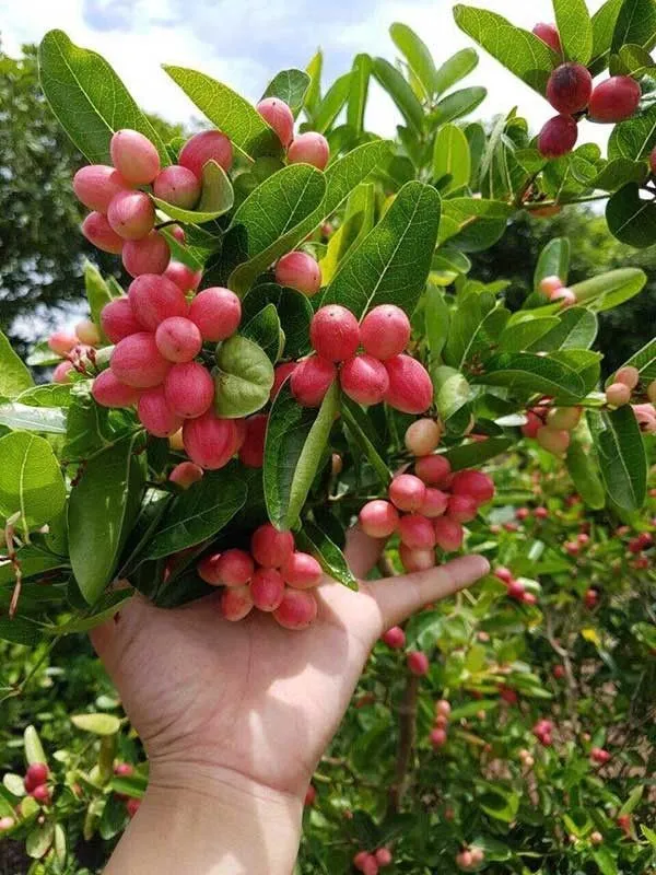 Greenery_Nursery®_Karamcha/Karonda/_Bengal_Currant_Fruit_Plant_&_Tree_(1.5-3.5_Ft_Height)_Pack_Of_1