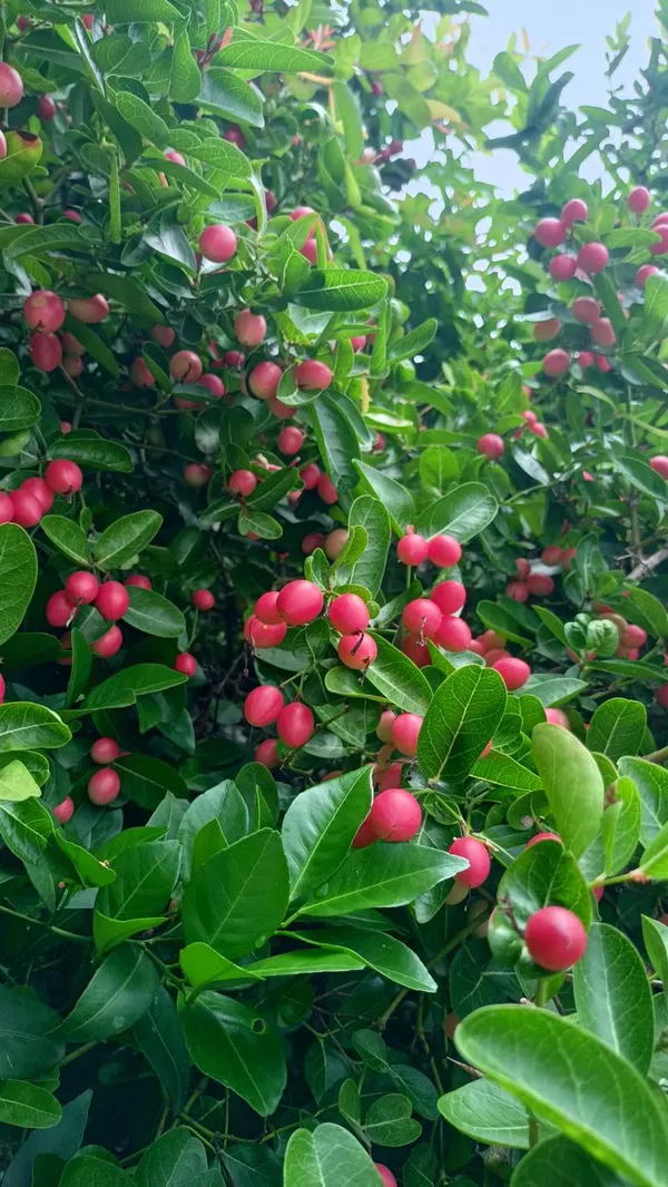 Greenery_Nursery®_Karamcha/Karonda/_Bengal_Currant_Fruit_Plant_&_Tree_(1.5-3.5_Ft_Height)_Pack_Of_1