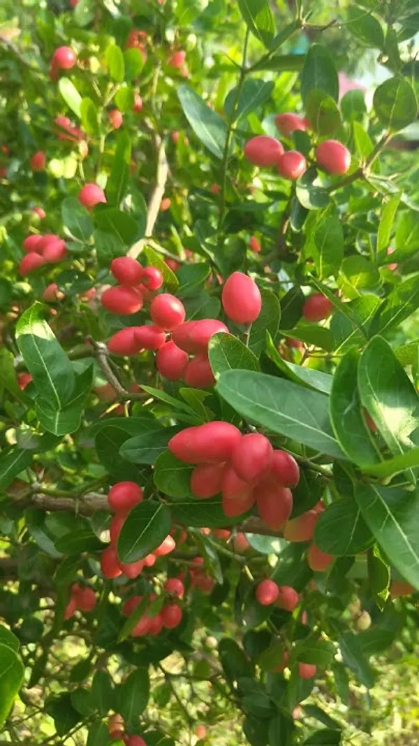 Greenery_Nursery®_Karamcha/Karonda/_Bengal_Currant_Fruit_Plant_&_Tree_(1.5-3.5_Ft_Height)_Pack_Of_1