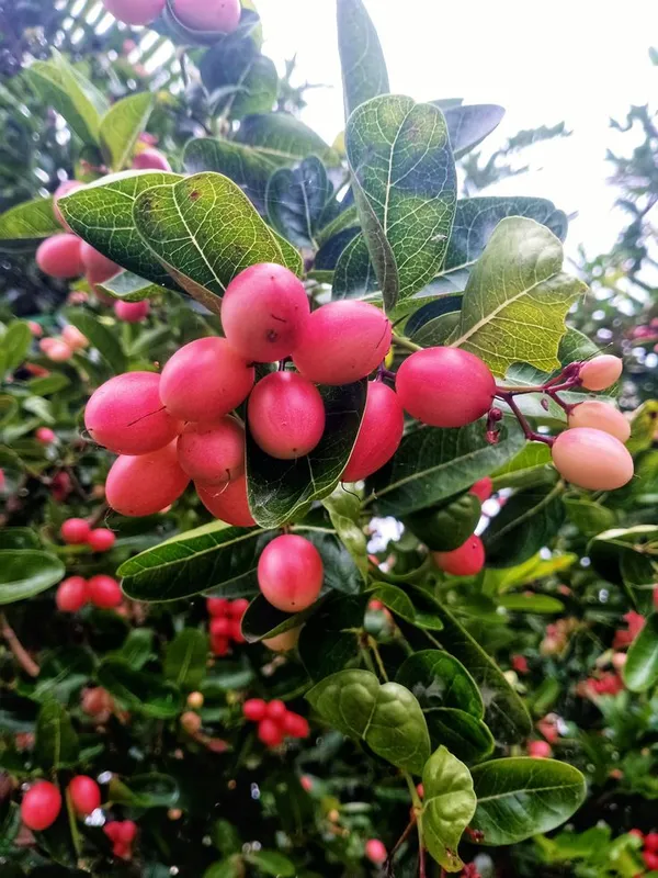 Greenery_Nursery®_Karamcha/Karonda/_Bengal_Currant_Fruit_Plant_&_Tree_(1.5-3.5_Ft_Height)_Pack_Of_1