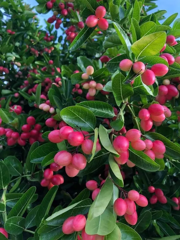 Greenery_Nursery®_Karamcha/Karonda/_Bengal_Currant_Fruit_Plant_&_Tree_(1.5-3.5_Ft_Height)_Pack_Of_1