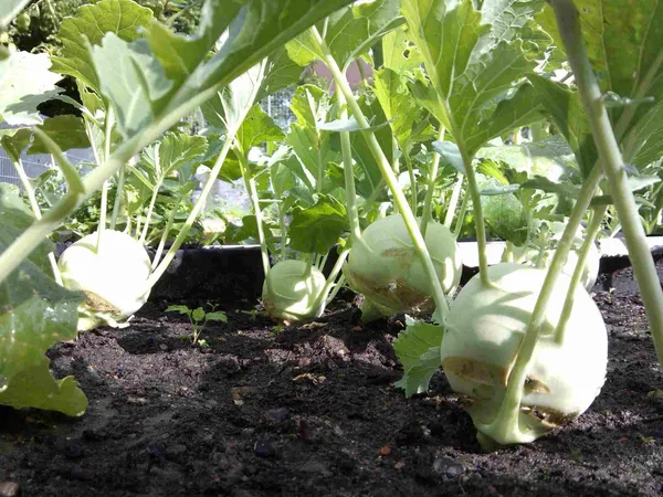 Greenery_Nursery®_Kohlrabi/Olkopi_Seeds_(20-40_Pieces)_For_Home_Gardening,_Pack_Of_1
