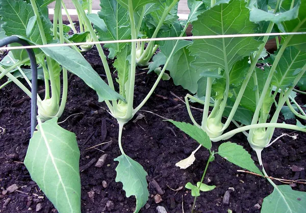 Greenery_Nursery®_Kohlrabi/Olkopi_Seeds_(20-40_Pieces)_For_Home_Gardening,_Pack_Of_1