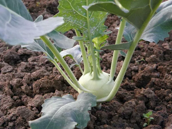 Greenery_Nursery®_Kohlrabi/Olkopi_Seeds_(20-40_Pieces)_For_Home_Gardening,_Pack_Of_1