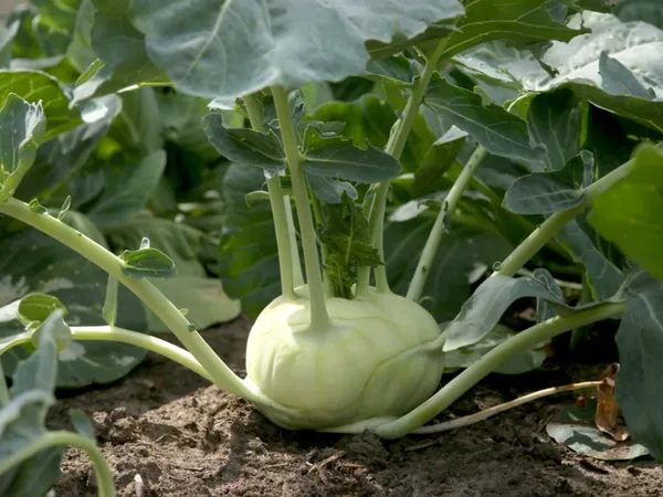 Greenery_Nursery®_Kohlrabi/Olkopi_Seeds_(20-40_Pieces)_For_Home_Gardening,_Pack_Of_1