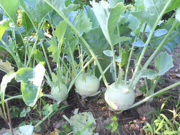 Greenery_Nursery®_Kohlrabi/Olkopi_Seeds_(20-40_Pieces)_For_Home_Gardening,_Pack_Of_1