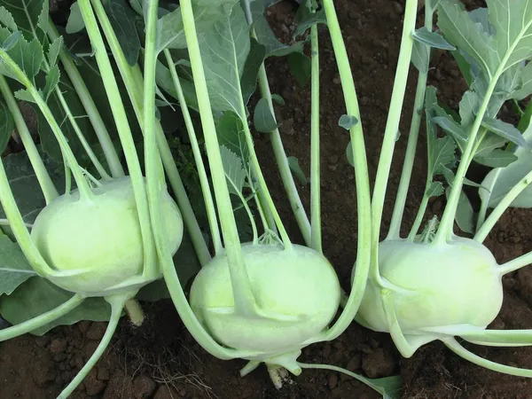 Greenery_Nursery®_Kohlrabi/Olkopi_Seeds_(20-40_Pieces)_For_Home_Gardening,_Pack_Of_1