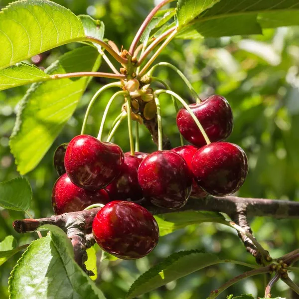 Greenery_Nursery®_Lapin's_Cherry_Delicious_Fruit_Plant_&_Tree_(1.5-3.5_Ft_Height)_For_Home_Garden_Well_Watered_Hybrid_Lapin_Cherry_Plant_(Pack_Of_1)