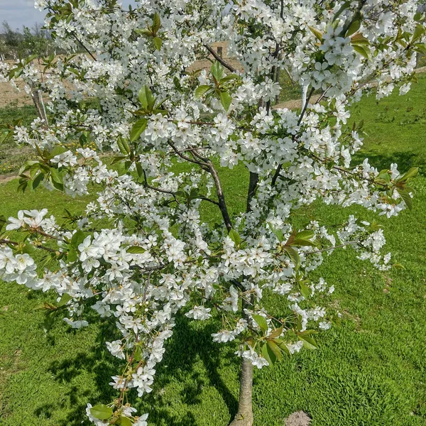 Greenery_Nursery®_Lapin's_Cherry_Delicious_Fruit_Plant_&_Tree_(1.5-3.5_Ft_Height)_For_Home_Garden_Well_Watered_Hybrid_Lapin_Cherry_Plant_(Pack_Of_1)