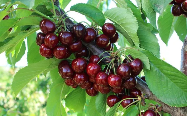 Greenery_Nursery®_Lapin's_Cherry_Delicious_Fruit_Plant_&_Tree_(1.5-3.5_Ft_Height)_For_Home_Garden_Well_Watered_Hybrid_Lapin_Cherry_Plant_(Pack_Of_1)