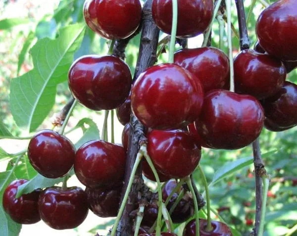 Greenery_Nursery®_Lapin's_Cherry_Delicious_Fruit_Plant_&_Tree_(1.5-3.5_Ft_Height)_For_Home_Garden_Well_Watered_Hybrid_Lapin_Cherry_Plant_(Pack_Of_1)