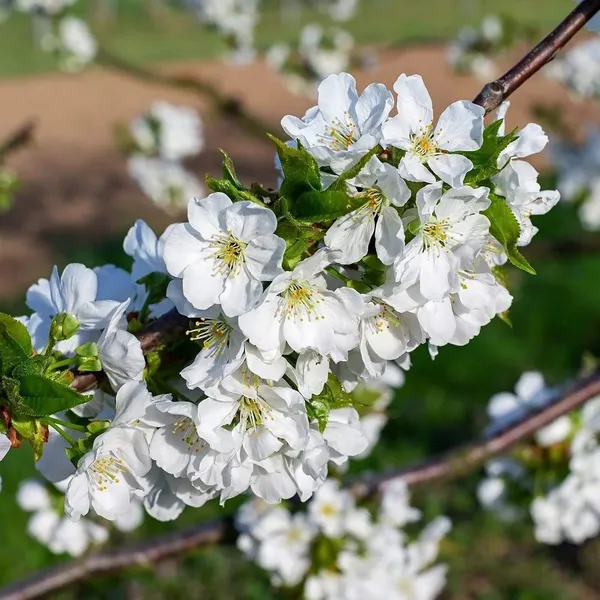 Greenery_Nursery®_Lapin's_Cherry_Delicious_Fruit_Plant_&_Tree_(1.5-3.5_Ft_Height)_For_Home_Garden_Well_Watered_Hybrid_Lapin_Cherry_Plant_(Pack_Of_1)