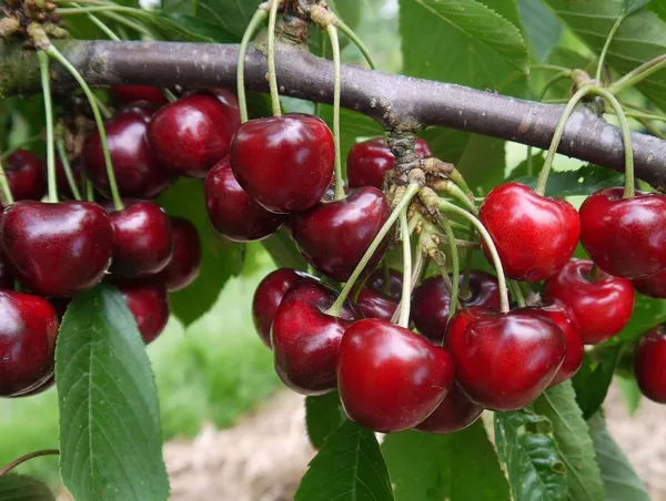 Greenery_Nursery®_Lapin's_Cherry_Delicious_Fruit_Plant_&_Tree_(1.5-3.5_Ft_Height)_For_Home_Garden_Well_Watered_Hybrid_Lapin_Cherry_Plant_(Pack_Of_1)
