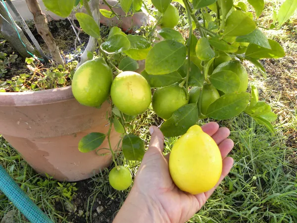 Greenery_Nursery®_Lemon_Seeds_(0-30_Pices)_For_Home_Gardening,_Pack_Of_1