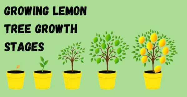 Greenery_Nursery®_Lemon_Seeds_(0-30_Pices)_For_Home_Gardening,_Pack_Of_1