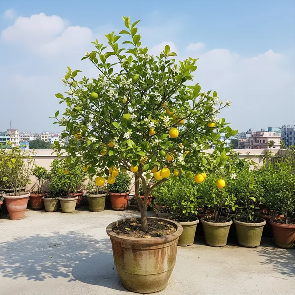 Greenery_Nursery®_Lemon_Seeds_(0-30_Pices)_For_Home_Gardening,_Pack_Of_1