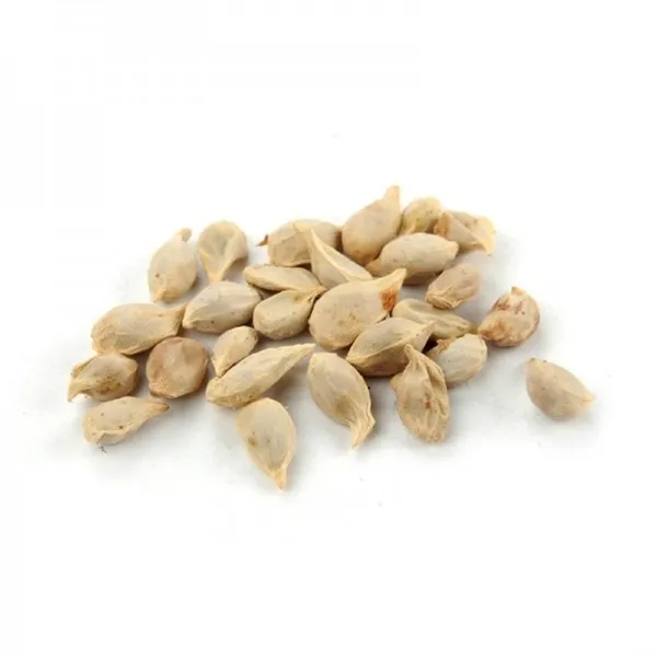Greenery_Nursery®_Lemon_Seeds_(0-30_Pices)_For_Home_Gardening,_Pack_Of_1
