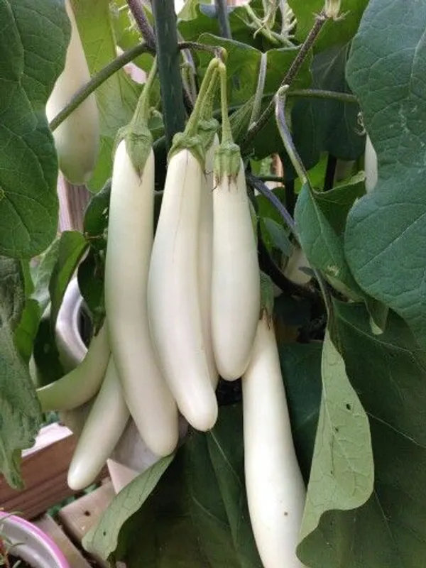 Greenery_Nursery®_Long_Shape_White_Brinjal/Beigan/Eggplant_Seeds_(20-40_Pieces)_For_Home_Garden,_Pack_Of_1