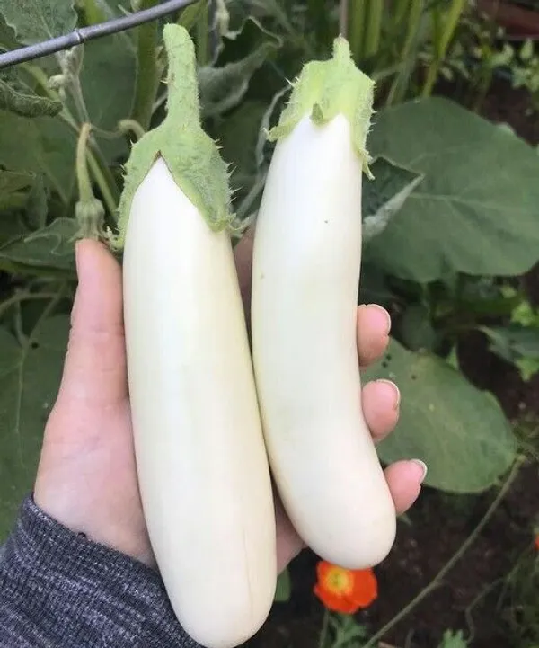 Greenery_Nursery®_Long_Shape_White_Brinjal/Beigan/Eggplant_Seeds_(20-40_Pieces)_For_Home_Garden,_Pack_Of_1