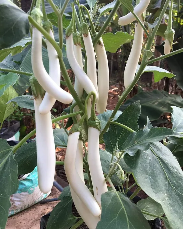 Greenery_Nursery®_Long_Shape_White_Brinjal/Beigan/Eggplant_Seeds_(20-40_Pieces)_For_Home_Garden,_Pack_Of_1