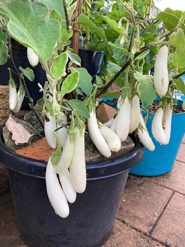 Greenery_Nursery®_Long_Shape_White_Brinjal/Beigan/Eggplant_Seeds_(20-40_Pieces)_For_Home_Garden,_Pack_Of_1