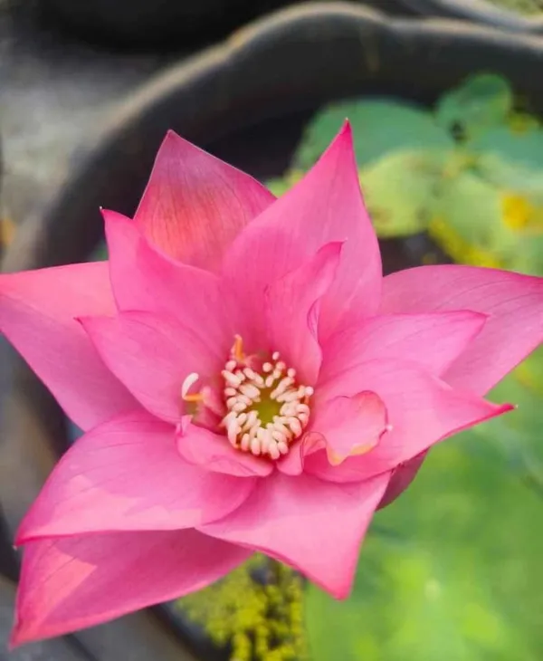 Greenery_Nursery®_Lotus_Tubers_Easy_To_Grow_Flower_Plant_For_Your_Sweet_Home_Garden,_Pack_Of_1
