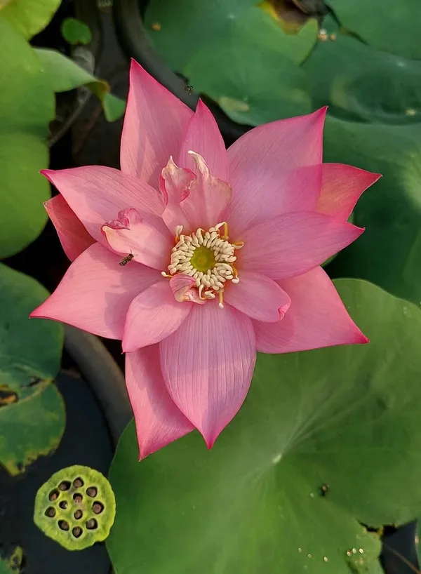 Greenery_Nursery®_Lotus_Tubers_Easy_To_Grow_Flower_Plant_For_Your_Sweet_Home_Garden,_Pack_Of_1