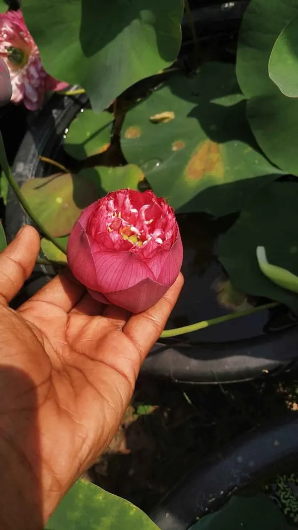 Greenery_Nursery®_Lotus_Tubers_Easy_To_Grow_Flower_Plant_For_Your_Sweet_Home_Garden,_Pack_Of_1