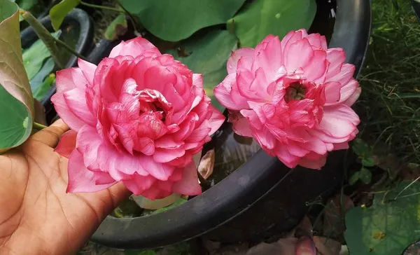 Greenery_Nursery®_Lotus_Tubers_Easy_To_Grow_Flower_Plant_For_Your_Sweet_Home_Garden,_Pack_Of_1