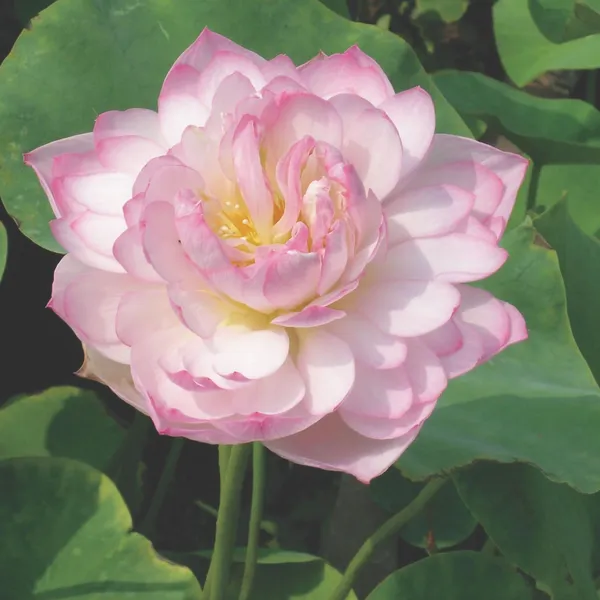 Greenery_Nursery®_Lotus_Tubers_(Pink)_Flowering_Plant_For_Home_Your_Garden,_Pack_Of_1