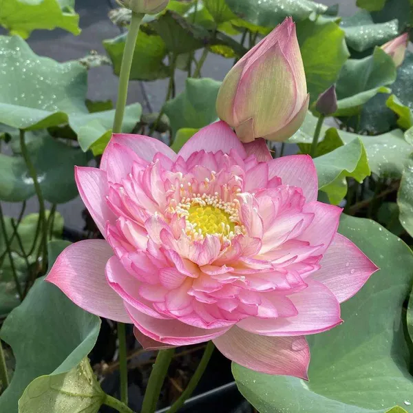 Greenery_Nursery®_Lotus_Tubers_(Pink)_Flowering_Plant_For_Home_Your_Garden,_Pack_Of_1