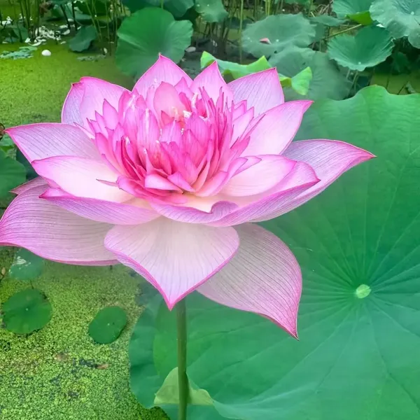 Greenery_Nursery®_Lotus_Tubers_(Pink)_Flowering_Plant_For_Home_Your_Garden,_Pack_Of_1