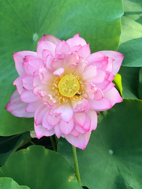 Greenery_Nursery®_Lotus_Tubers_(Pink)_Flowering_Plant_For_Home_Your_Garden,_Pack_Of_1