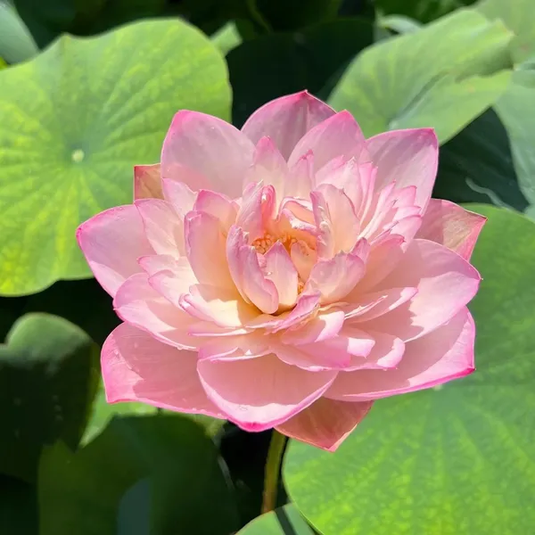Greenery_Nursery®_Lotus_Tubers_(Pink)_Flowering_Plant_For_Home_Your_Garden,_Pack_Of_1