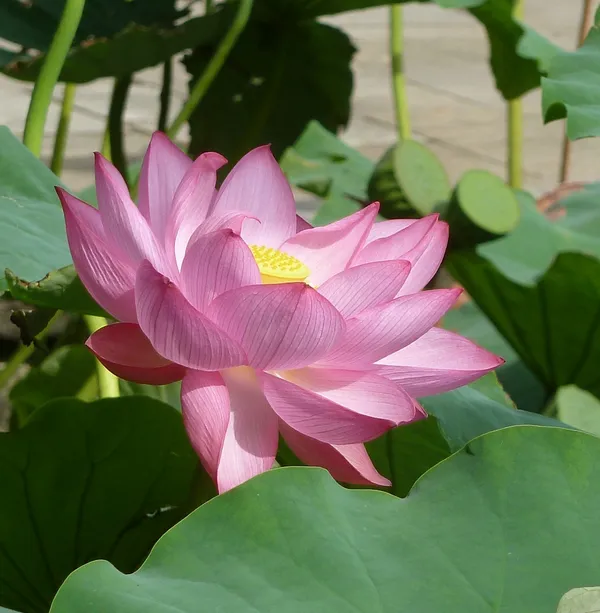 Greenery_Nursery®_Lotus_Tubers_(Pink)_Flowering_Plant_For_Home_Your_Garden,_Pack_Of_1
