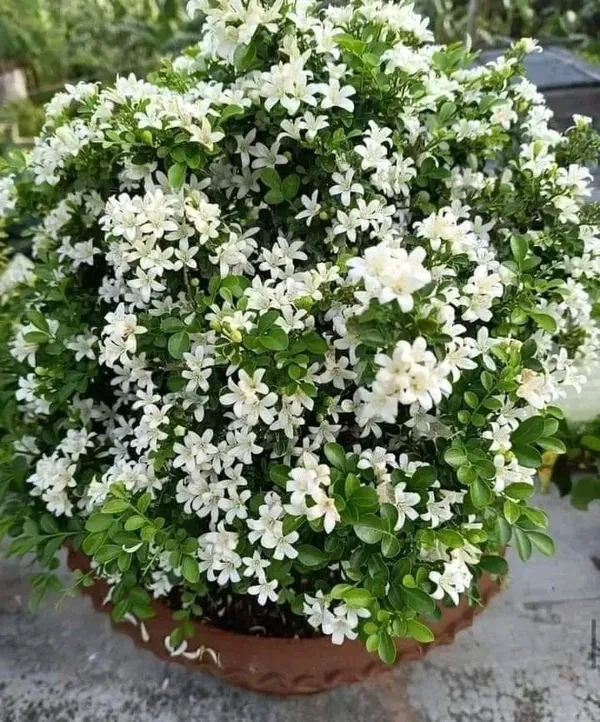 Greenery_Nursery®_Madhu_kamini_Shrub_Flower_Plant_&_Tree_(1.5-3.5_Ft_Height)_For_Home/Office/Garden_Decor,_Pack_Of_1