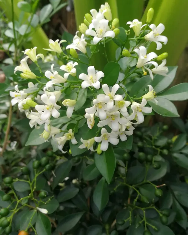 Greenery_Nursery®_Madhu_kamini_Shrub_Flower_Plant_&_Tree_(1.5-3.5_Ft_Height)_For_Home/Office/Garden_Decor,_Pack_Of_1