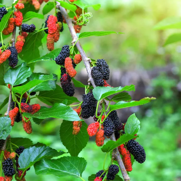Greenery_Nursery®_Mulberry_Healthy_Fruit_Plant_&_Tree_For_Home_Garden,_Pack_Of_1