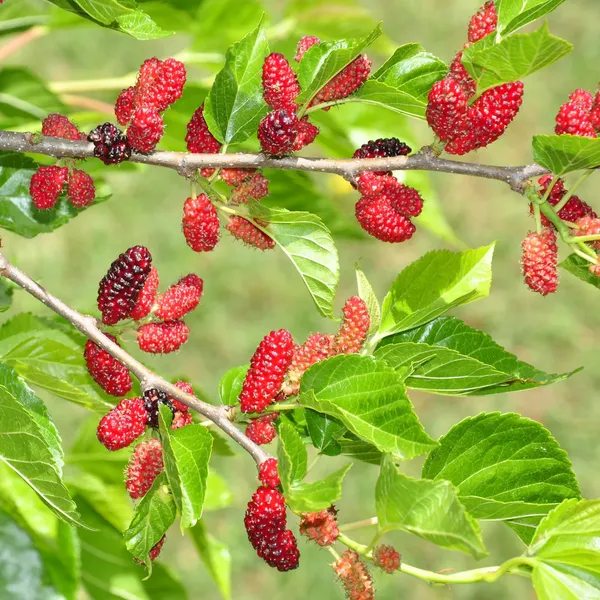 Greenery_Nursery®_Mulberry_Healthy_Fruit_Plant_&_Tree_For_Home_Garden,_Pack_Of_1