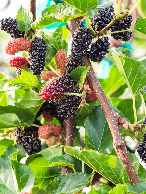 Greenery_Nursery®_Mulberry_Healthy_Fruit_Plant_&_Tree_For_Home_Garden,_Pack_Of_1