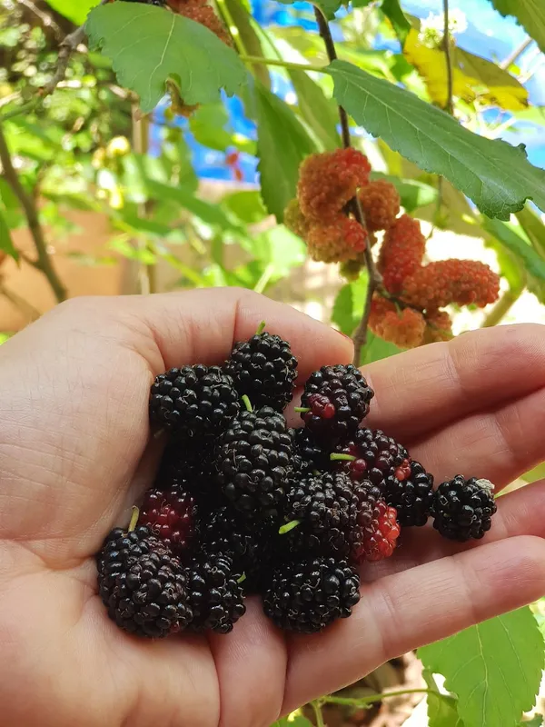 Greenery_Nursery®_Mulberry_Healthy_Fruit_Plant_&_Tree_For_Home_Garden,_Pack_Of_1