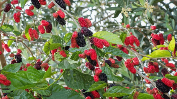 Greenery_Nursery®_Mulberry_Healthy_Fruit_Plant_&_Tree_For_Home_Garden,_Pack_Of_1